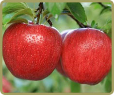 치악산 사과