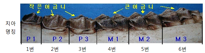 치아 명칭 이미지