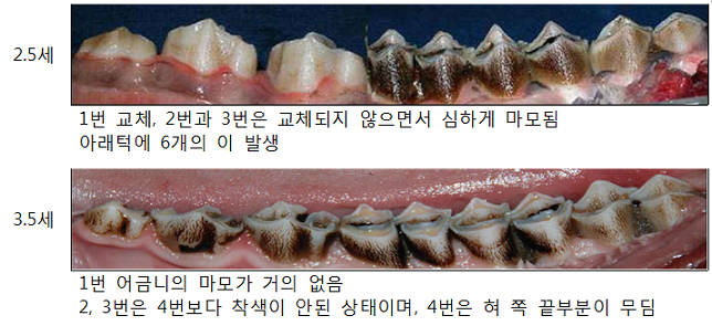 2.5세-1번교체 2번과 3번은 교체되지 않으면서 심하게 마모됨 아래턱에 6개의 이 발생, 3.5세-1번 어금니의 마모가 거의 없음 2 3번은 4번보다 착색이 안된 상태이며 4번은 혀 쪽 끝부분이 무딤
