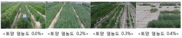 토양 염농도 0.0%, 토양 염농도 0.2%, 토양 염농도 0.3%, 토양 염농도 0.4% 일경우 맥류의 초기생육 이미지