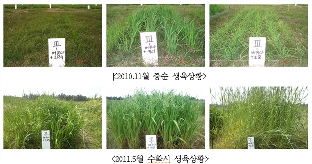 2010.11월 중순 생육상황 이미지, 2011.5월 수확시 생육상황 이미지