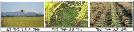 IRG 항공 입모 중 파종, 항공 파종 IRG 생육, 항공 파종 IRG 생육 이미지