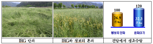 IRG 단파, IRG와 청보리 혼파, 건답에서 생초수량 (청보리단파-100,26.9톤/ha 혼파(3:7)-120,32.3톤/ha)