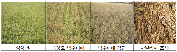 정상벼, 중정도 백수피해, 백수피해 심함, 사일리지 조제 이미지