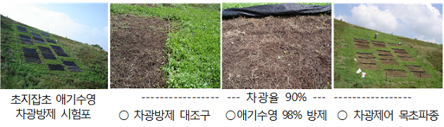 초지잡초 애기수영 차광방제 시험포 이미지, 차광율 90% 차광장제 대조구 애기수영98%방제 차광제어 목초파종 이미지