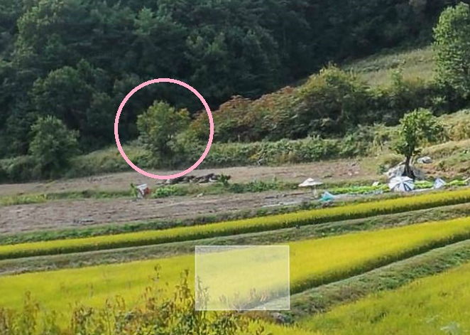 감나무