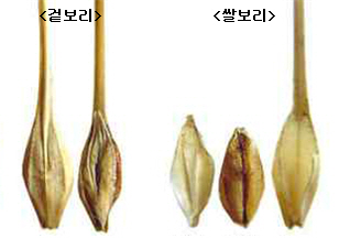 보리 보리