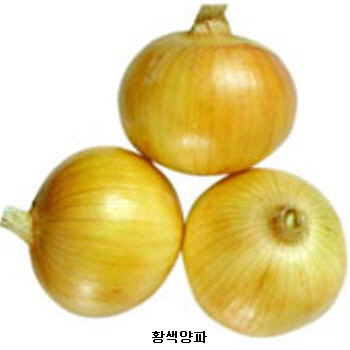 양파 양파