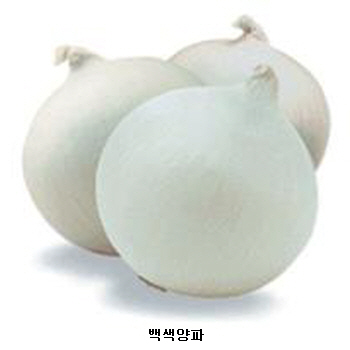 양파 양파