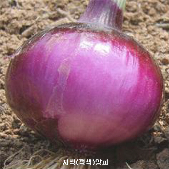 양파 양파