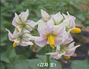 감자