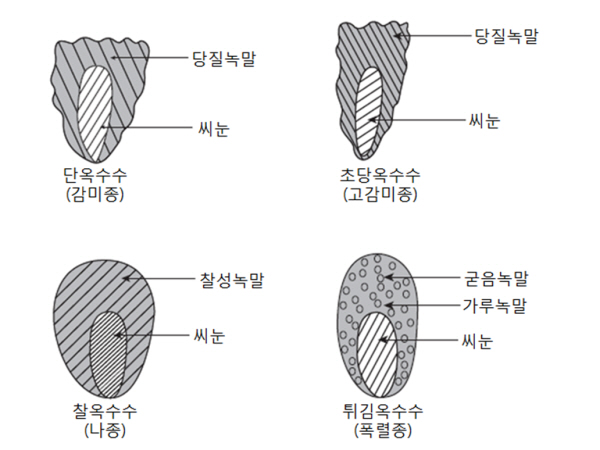 옥수수 옥수수