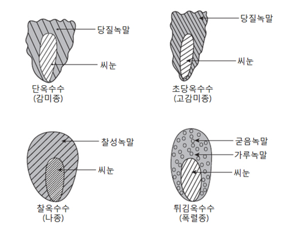 옥수수