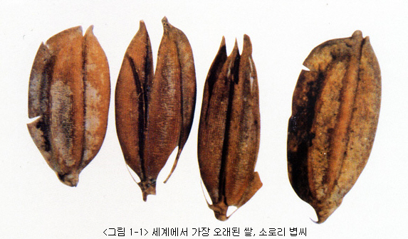 쌀 쌀
