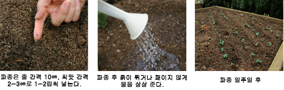 파종은 줄 간격 10cm, 씨앗 간격 2~3cm로 1~2립씩 넣는다. 파종 후 흙이 튀거나 패이지 않게 물을 살살 준다. 파종 일주일 후