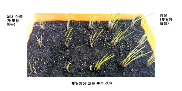 실내 안쪽(햇빛 양 적음),창문 (햇빛양 많음), 햇빛양에 따른 부추 생육