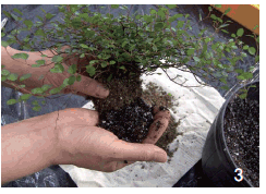 뮤렌베키아 식물을 화분에서 꺼내어 흙을 조금 털어 낸 다음 새로운 흙을 보충해주는 사진