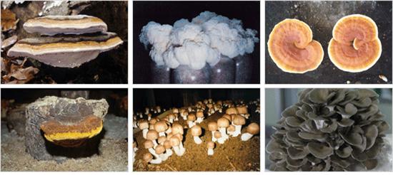 각종 버섯 이미지