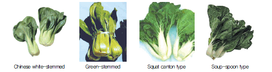 보통‘Chinese white-stemmed’, ‘Green-stemmed', 'Soup-spoon type', 'Squat canton type' 등 외관에 따라 4가지 형태로 분류되고 있다