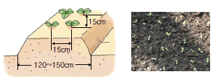 재식거리는 이랑 폭 120~150cm에 줄간격 15cm, 주간격 15cm로 2~3립 파종한다