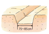 이랑과 이랑사이의 간격 : 75∼85cm