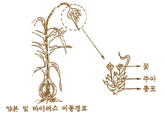 양분 및 바이러스 이동경로