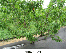 양앵두 텃밭가꾸기
