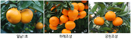 일남 1호, 하례조생, 궁천조생