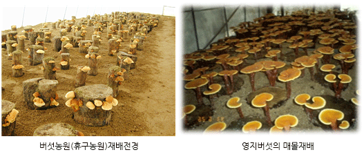 버섯농원(휴구농원)재배전경과 영지버섯의 매몰재배