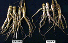 장백도라지의 뿌리비교