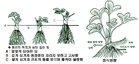 정식시 심는 깊이 및 방향