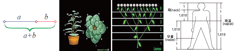 인체와 화분 수학적으로 본 생활 속에서 볼 수 있는 황금비