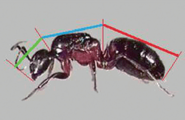개미의 머리, 가슴, 배의 비례를 보여자는 개미사진.