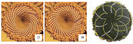 해바라기 씨앗 나선에서 발견되는 피보나치 수열 사진