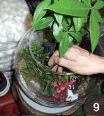 9.표면장식을 한 후 압축분무기를 이용하여 식물체의 잎과 뿌리 부분, 용기 안쪽 벽을 깨끗이 씻어 주면서 분무하여 주고, 배수층에 물이 고일만큼 물을 주는 사진