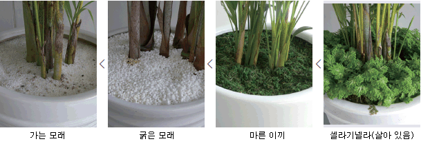 작은순에서 큰순으로 가는모래, 굵은모래,마른이끼,셀라기넬라(살아있음)등 포름알제이드 제거능력을 보여주는 사진