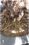 1.화분이 작아서 식물체 뿌리가 위로 밀려 올라온 사진
