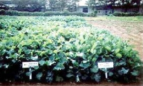 최근 많이 재배되고 있는 유채 장려품종(바르나포리, 스파르타)