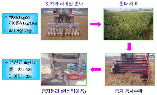 벳치와라이밀,8하~9상 파종-벳치와라이밀혼파-혼파재배-종자동시수확-종자분리-생산량 순의 이미지