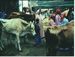자연감염되어 쇠약해진 이집트의 소
