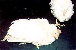 IBD에 감염된 닭으로 깃털이 거칠어지고 웅크림