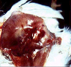 그림 3. IBD에 감염된 닭의 흉근과 대퇴근육의 출혈