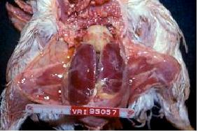 그림 1. 대장균 감염에 의한 섬유소성 간포막염 및 심낭염 소견