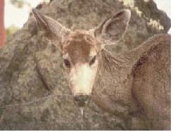 만성소모성질병에 감염된 검은꼬리노새사슴(mule deer)으로 심한 침흘림이 관찰됨 