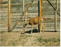 만성소모성질병에 감염된 검은꼬리노새사슴(mule deer)으로 심한 쇠약증상이 관찰됨