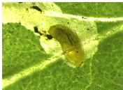 잎굴파리 유충 