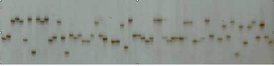 분자표지(SSR marker)에 의한 품종의 다형성 확인