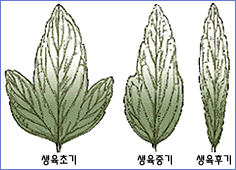 참깨의 잎모양