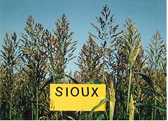 설명: 수수×수단그라스 교잡종 'Sioux'품종