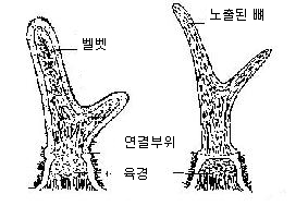 설명: 사슴뿔의 내부구조(육경과 녹용).육경은 벨벳,연결부위,육경으로 되있음.녹용은 노출된뼈가 있음.